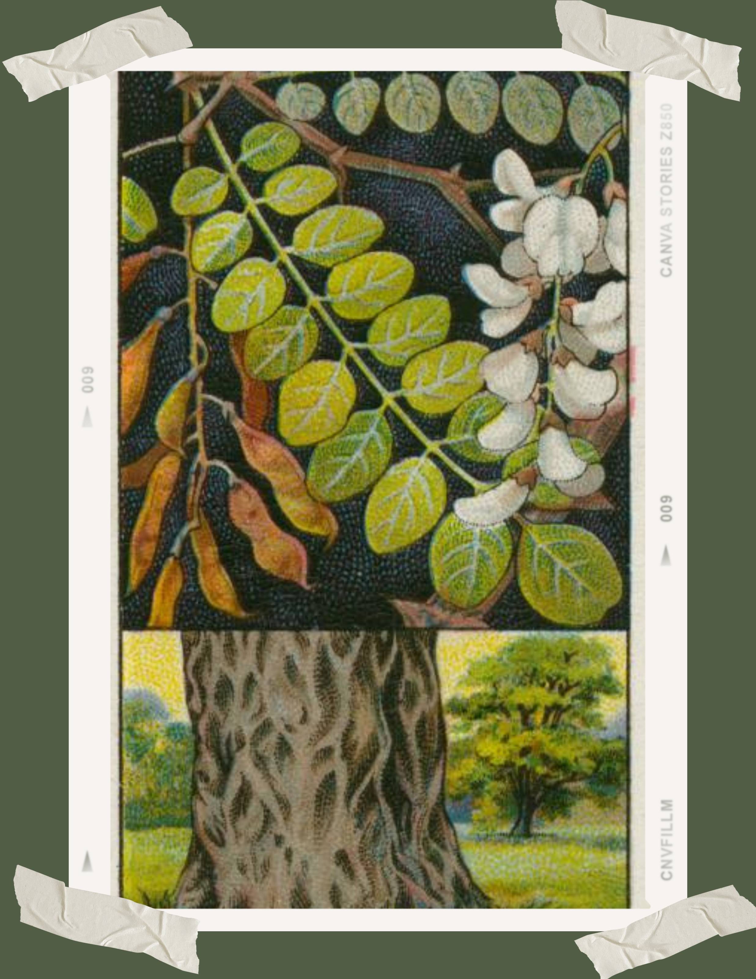 Vintage postcard image displaying a highly illustrated tree trunk with exaggerated bark texture in a glade, in the lower ⅓ of the frame, the upper ⅔ of the 
                frame shows an illustration of wisteria, a creeping vine which can develop a thick rooting system. Wisteria will often grow up and around struggling or dead trees; this vine, although beautiful, 
                can be considered parasitic to trees.