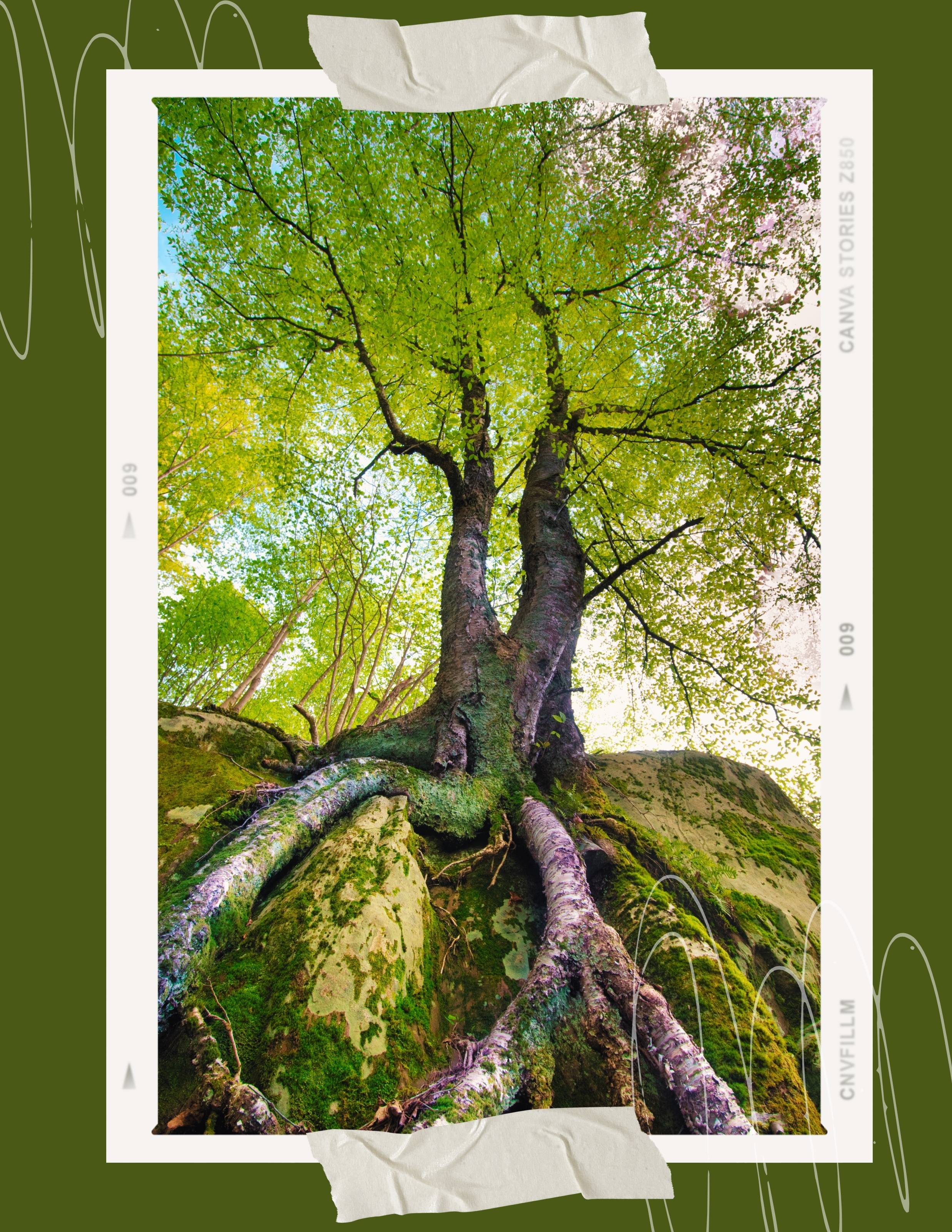 Large tree, taken from a low angle to show the sculptural expanse of exposed roots.