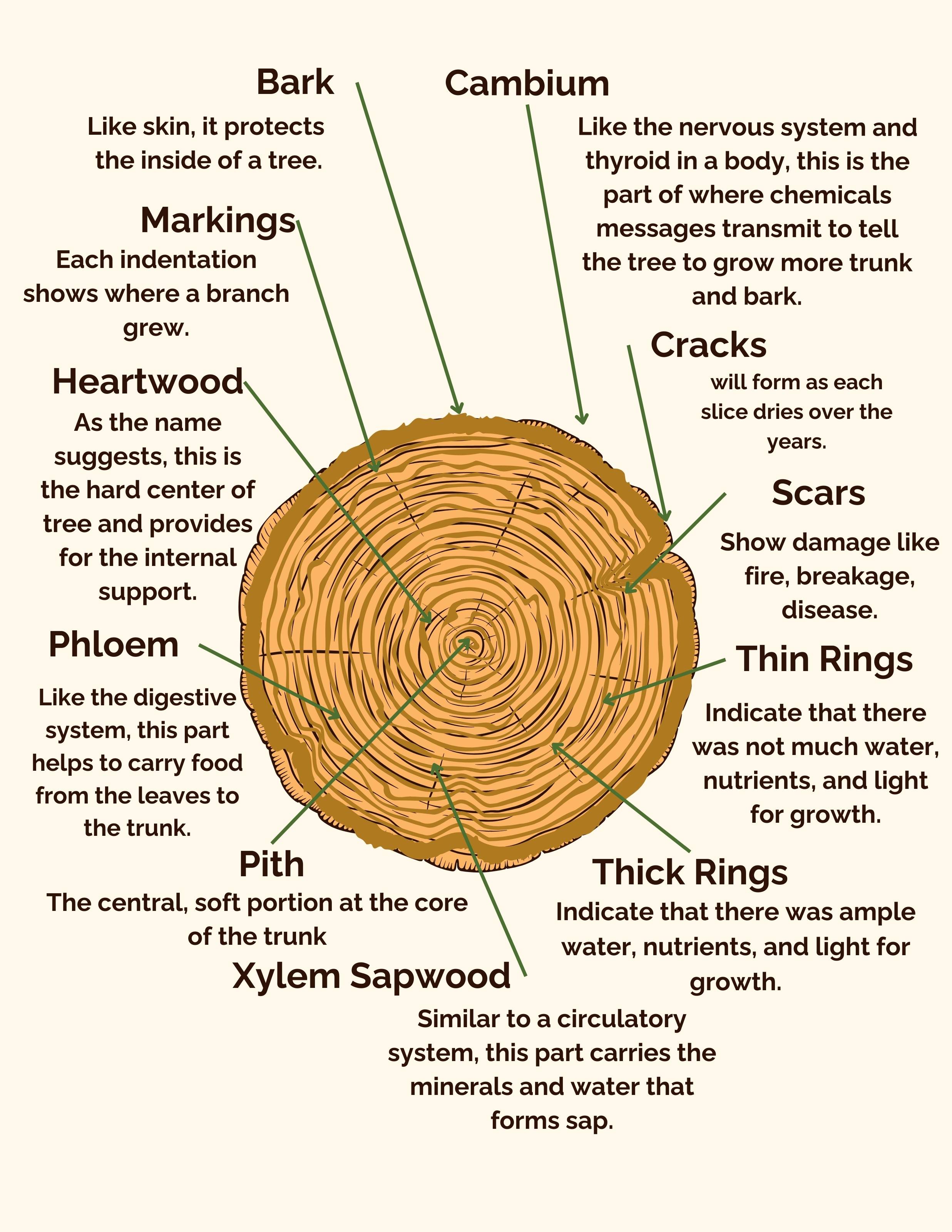 Color illustration of a tree trunk cross-section with labeled parts capturing the captivating details of a trunk cross-section.: Bark, Cambium, Cracks, Heartwood, 
                Markings, Phloem, Pith, Scars, Thick Rings, Thin Rings, Xylem Sapwood.