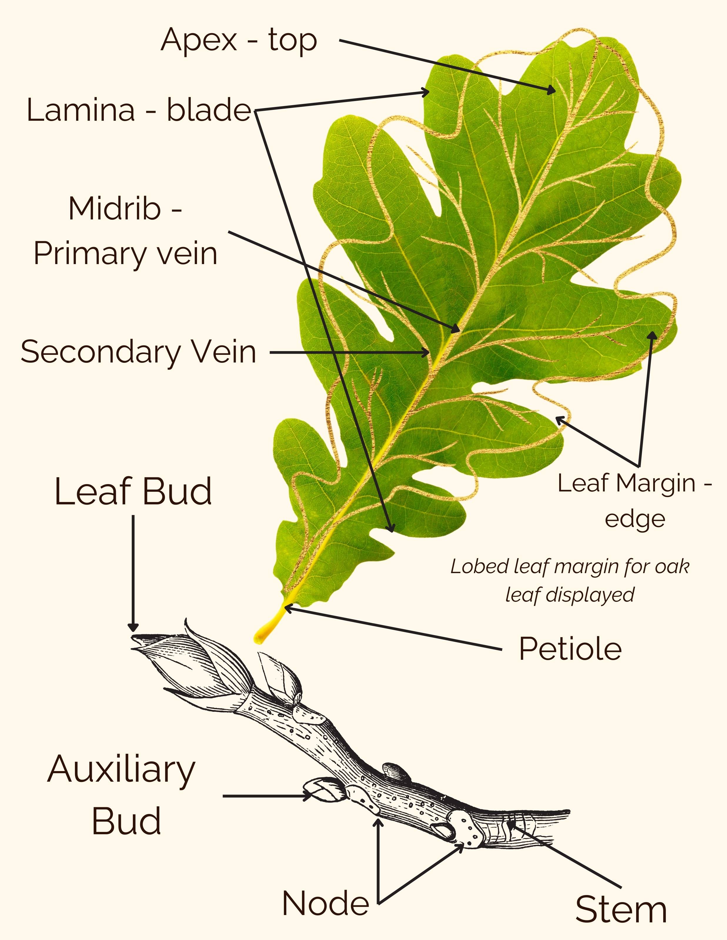 Color illustration of a lobed leaf from an oak, featuring detailed definitions for parts such as lamina, midrib, primary vein, secondary vein, leaf margin, petiole, and stem. 
                Refer to the glossary for detailed definitions.