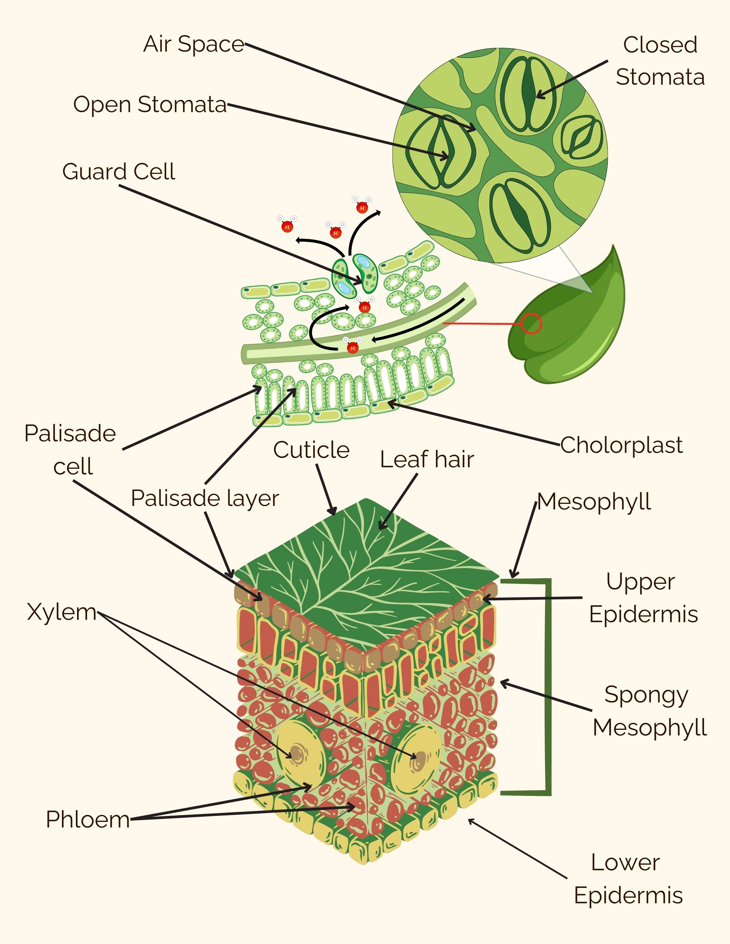 Detailed illustration of the inner workings of a leaf with definitions for the following words: Air Space, Cholorplast, Closed Stomata, Cuticle, Guard Cell, Guard Cell,
            Leaf Hair, Lower Epidermis, Mesophyll, Palisade cell, Palisade Layer, Phloem, Spongy Mesophyll, Upper Epidermis, Xylem.